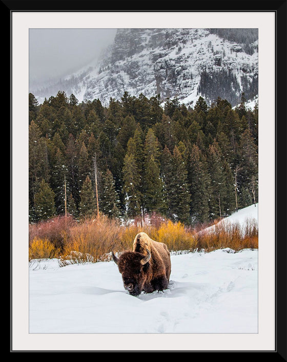 "Bison in Snowy Yellowstone National Park"