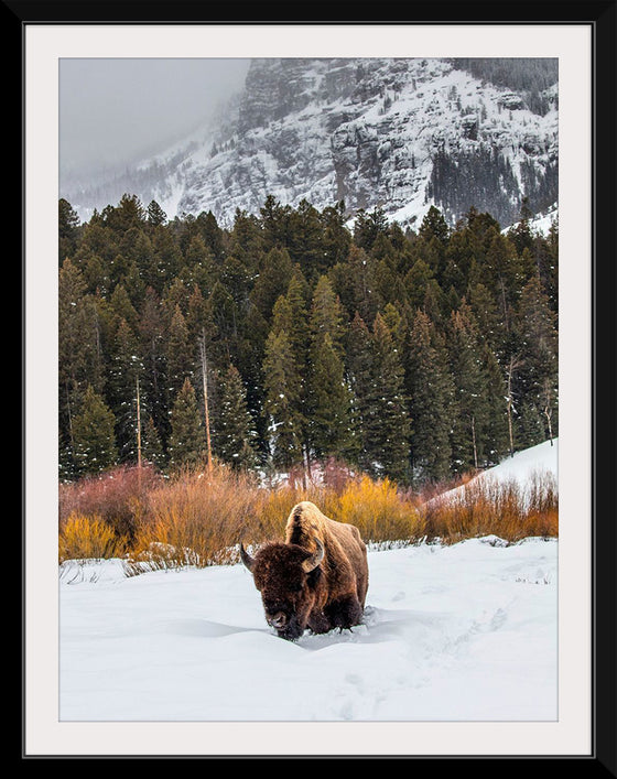 "Bison in Snowy Yellowstone National Park"