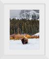 "Bison in Snowy Yellowstone National Park"