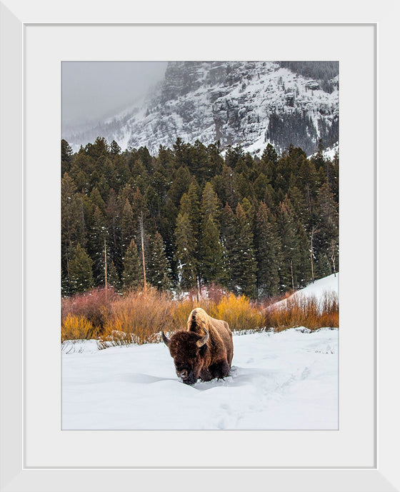 "Bison in Snowy Yellowstone National Park"