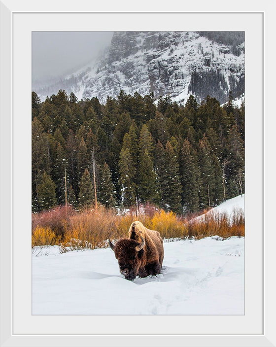 "Bison in Snowy Yellowstone National Park"