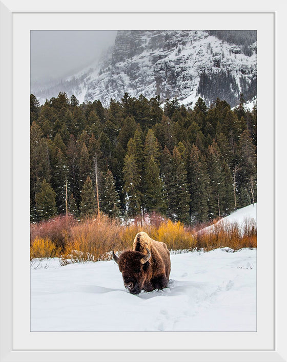 "Bison in Snowy Yellowstone National Park"