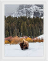 "Bison in Snowy Yellowstone National Park"