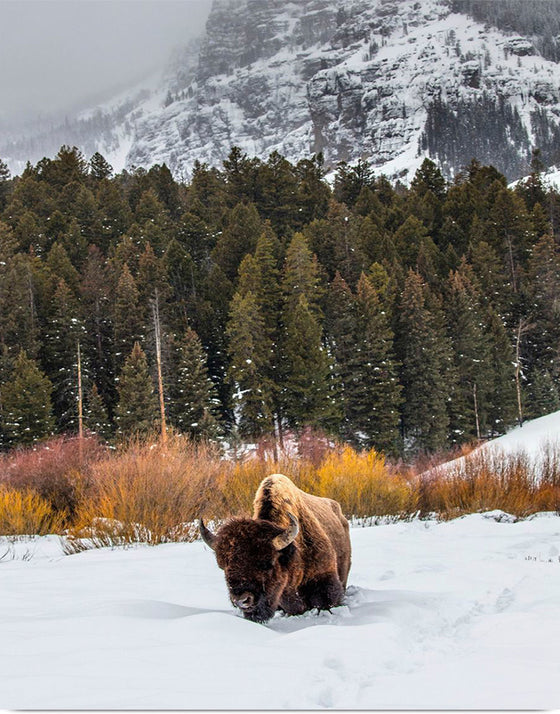 "Bison in Snowy Yellowstone National Park"