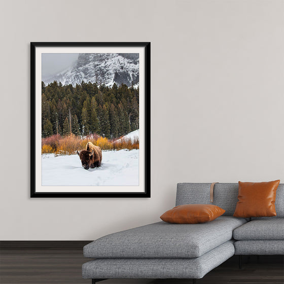 "Bison in Snowy Yellowstone National Park"