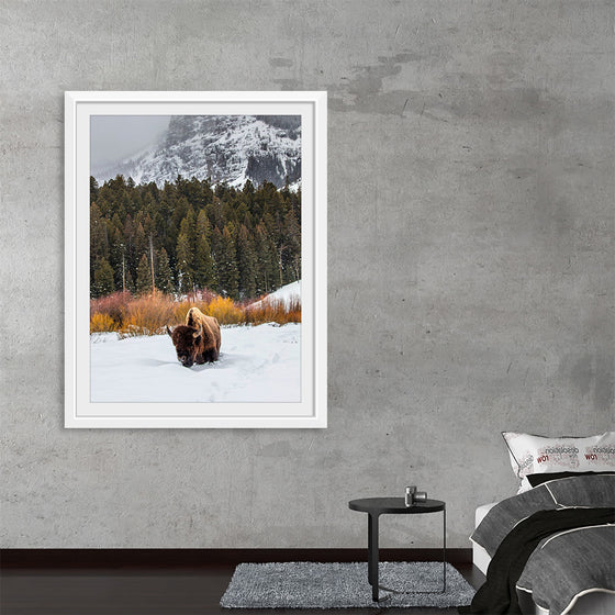 "Bison in Snowy Yellowstone National Park"