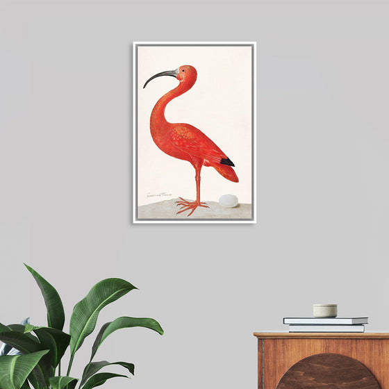 "Scarlet Ibis with an Egg (1699-1700)", Maria Sibylla Merian