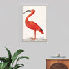 "Scarlet Ibis with an Egg (1699-1700)", Maria Sibylla Merian