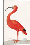 “Scarlet Ibis with an Egg (1699-1700)” by Maria Sibylla Merian is a captivating glimpse into the natural world. This exquisite illustration portrays the scarlet ibis—a symbol of grace and rarity—standing elegantly beside its precious egg. Merian’s meticulous attention to detail brings the bird’s vibrant plumage to life, each feather a testament to her scientific precision and artistic finesse. 