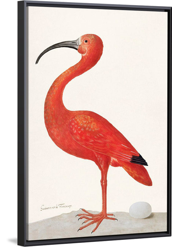 "Scarlet Ibis with an Egg (1699-1700)", Maria Sibylla Merian