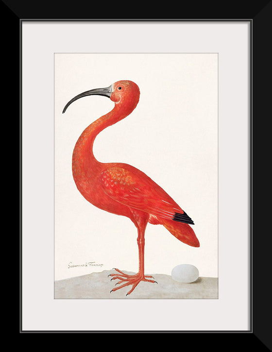 "Scarlet Ibis with an Egg (1699-1700)", Maria Sibylla Merian