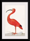 "Scarlet Ibis with an Egg (1699-1700)", Maria Sibylla Merian