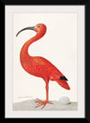 "Scarlet Ibis with an Egg (1699-1700)", Maria Sibylla Merian