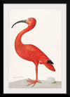 "Scarlet Ibis with an Egg (1699-1700)", Maria Sibylla Merian