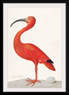 "Scarlet Ibis with an Egg (1699-1700)", Maria Sibylla Merian