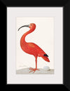 "Scarlet Ibis with an Egg (1699-1700)", Maria Sibylla Merian