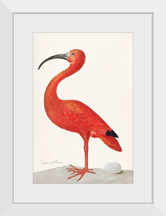 "Scarlet Ibis with an Egg (1699-1700)", Maria Sibylla Merian