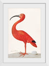 "Scarlet Ibis with an Egg (1699-1700)", Maria Sibylla Merian