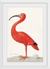 "Scarlet Ibis with an Egg (1699-1700)", Maria Sibylla Merian