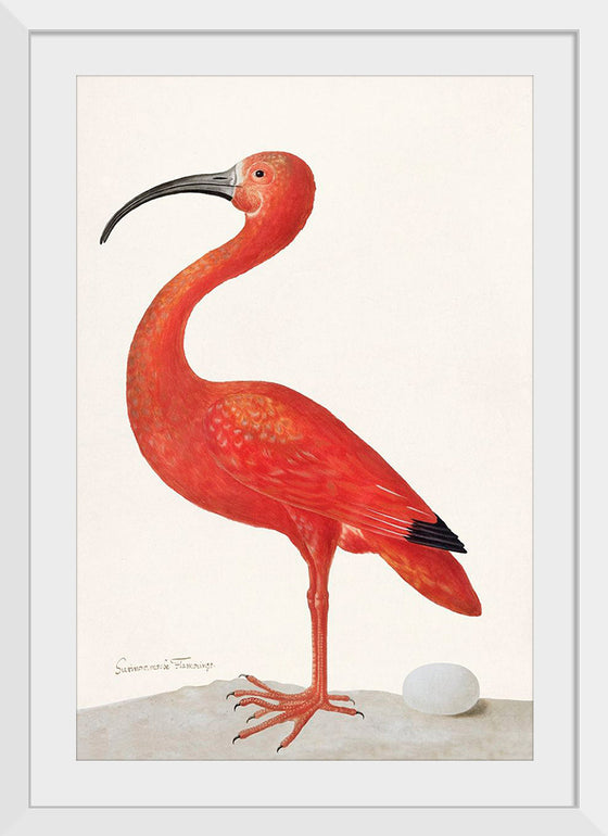 "Scarlet Ibis with an Egg (1699-1700)", Maria Sibylla Merian