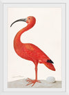 "Scarlet Ibis with an Egg (1699-1700)", Maria Sibylla Merian