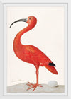 "Scarlet Ibis with an Egg (1699-1700)", Maria Sibylla Merian