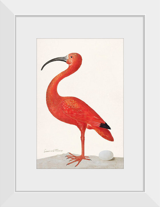 "Scarlet Ibis with an Egg (1699-1700)", Maria Sibylla Merian