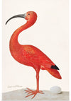 "Scarlet Ibis with an Egg (1699-1700)", Maria Sibylla Merian