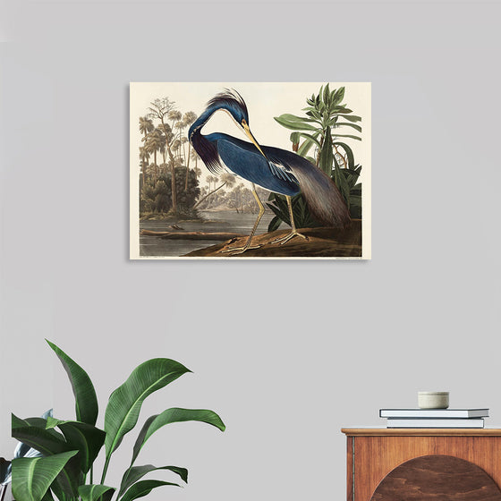 "Louisiana Heron from Birds of America (1827)", John James Audubon