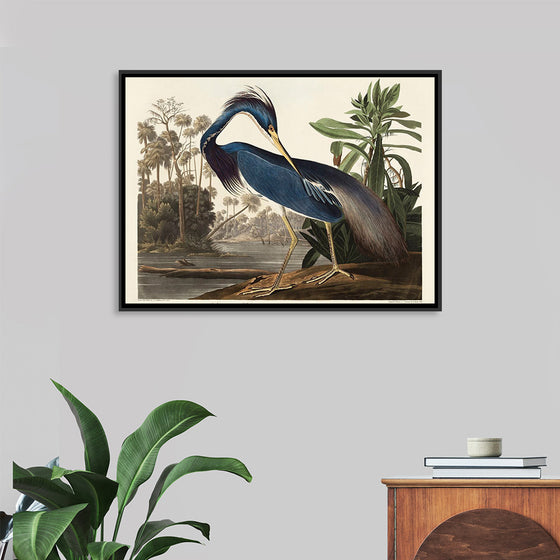 "Louisiana Heron from Birds of America (1827)", John James Audubon