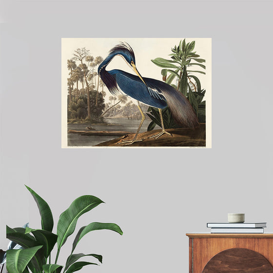 "Louisiana Heron from Birds of America (1827)", John James Audubon