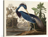 Immerse yourself in the serene beauty of John James Audubon’s masterpiece, “Louisiana Heron from Birds of America (1827)”. This exquisite print captures the elegance and grace of the Louisiana Heron amidst a tranquil natural setting. 