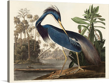  Immerse yourself in the serene beauty of John James Audubon’s masterpiece, “Louisiana Heron from Birds of America (1827)”. This exquisite print captures the elegance and grace of the Louisiana Heron amidst a tranquil natural setting. 