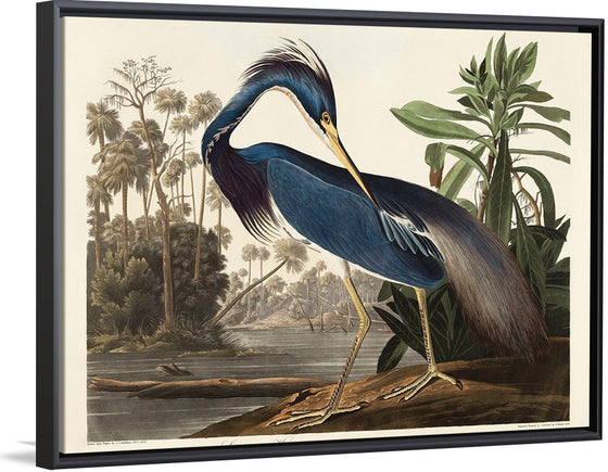 "Louisiana Heron from Birds of America (1827)", John James Audubon
