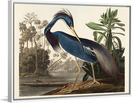 "Louisiana Heron from Birds of America (1827)", John James Audubon