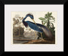 "Louisiana Heron from Birds of America (1827)", John James Audubon