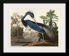 "Louisiana Heron from Birds of America (1827)", John James Audubon