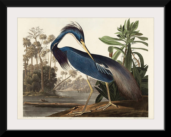 "Louisiana Heron from Birds of America (1827)", John James Audubon