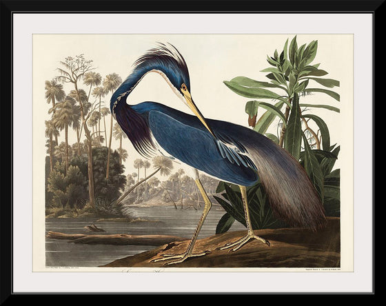 "Louisiana Heron from Birds of America (1827)", John James Audubon