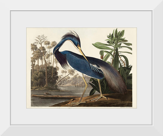 "Louisiana Heron from Birds of America (1827)", John James Audubon