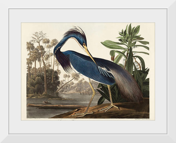 "Louisiana Heron from Birds of America (1827)", John James Audubon