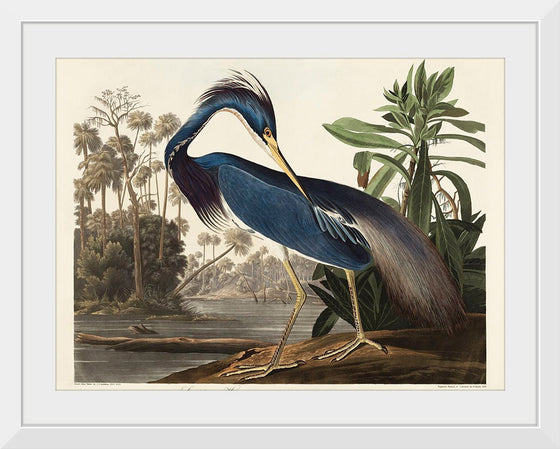 "Louisiana Heron from Birds of America (1827)", John James Audubon