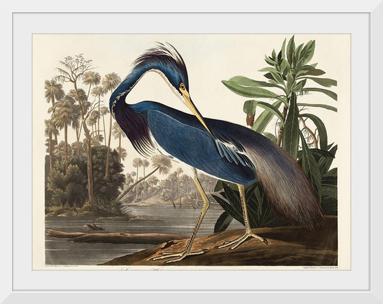 "Louisiana Heron from Birds of America (1827)", John James Audubon