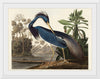 "Louisiana Heron from Birds of America (1827)", John James Audubon