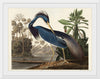 "Louisiana Heron from Birds of America (1827)", John James Audubon