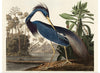 "Louisiana Heron from Birds of America (1827)", John James Audubon