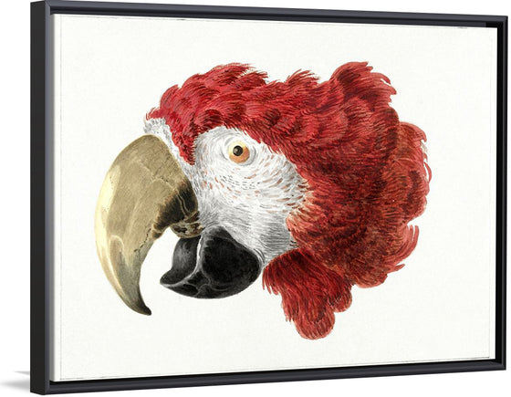 "Head of a Macaw (1725-1792)", Aert Schouman