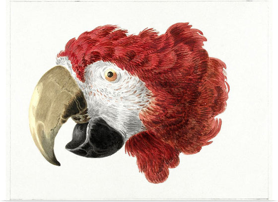 "Head of a Macaw (1725-1792)", Aert Schouman