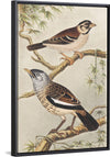 "Twee Vogels op Takken (1878–1917)", Theo van Hoytema