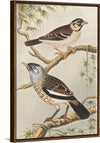 "Twee Vogels op Takken (1878–1917)", Theo van Hoytema